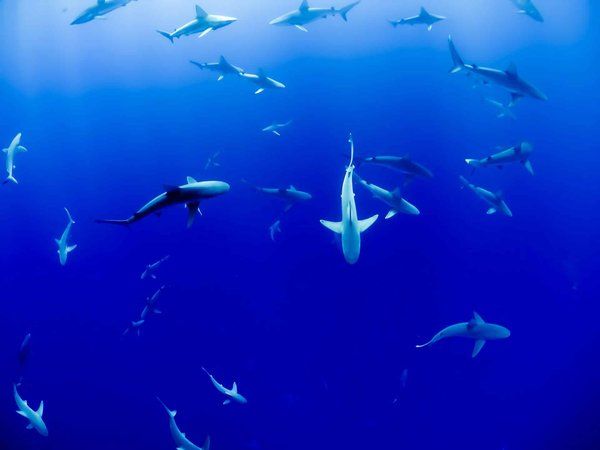 Quels sont les meilleurs spots pour une plongée avec les requins-marteaux aux Galápagos?