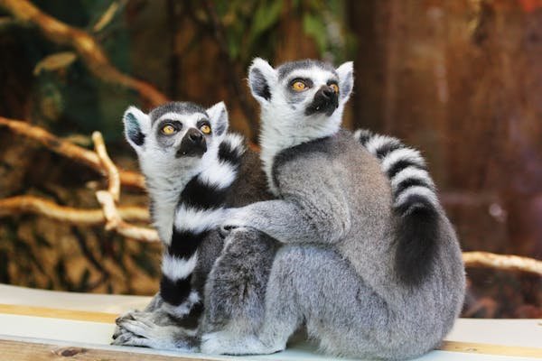 Voyage à madagascar : aventure unique entre nature et culture